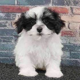 Havanese