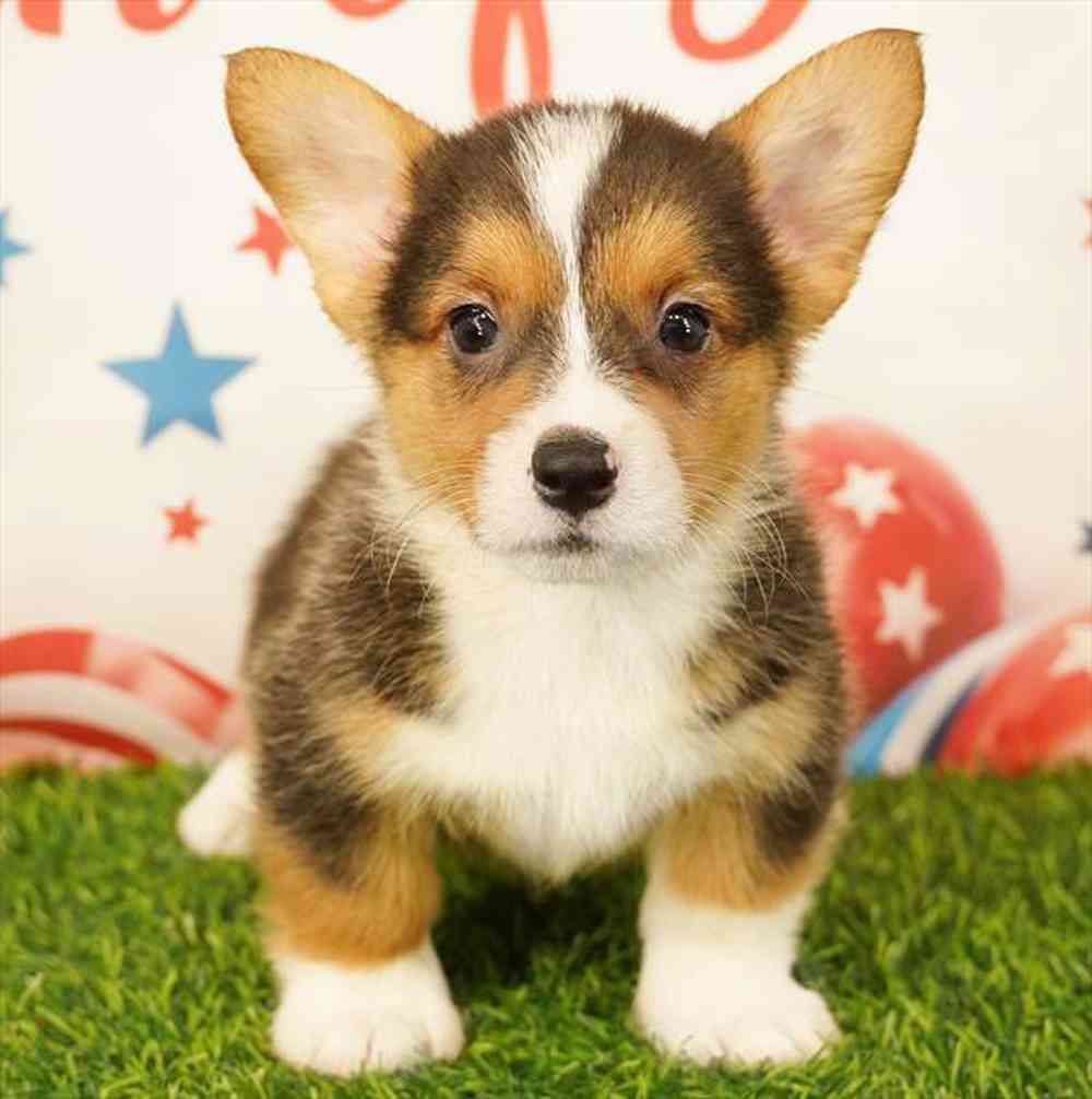carousel pet images