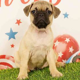 Pug