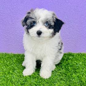 Mini Aussiedoodle