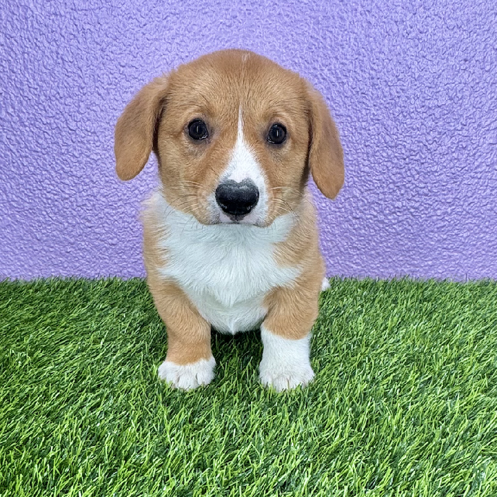carousel pet images