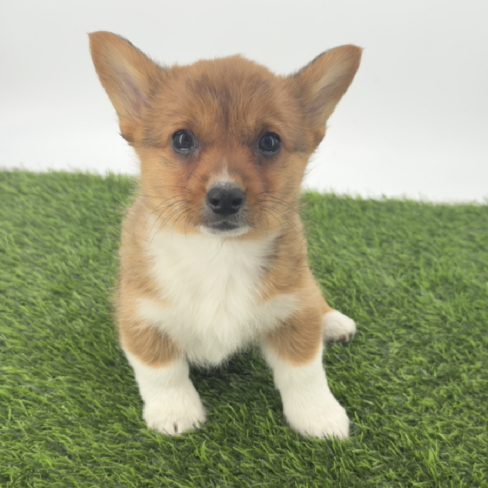 carousel pet images
