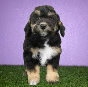 2nd Gen Mini Sheepadoodle