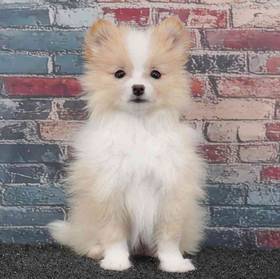Pomeranian