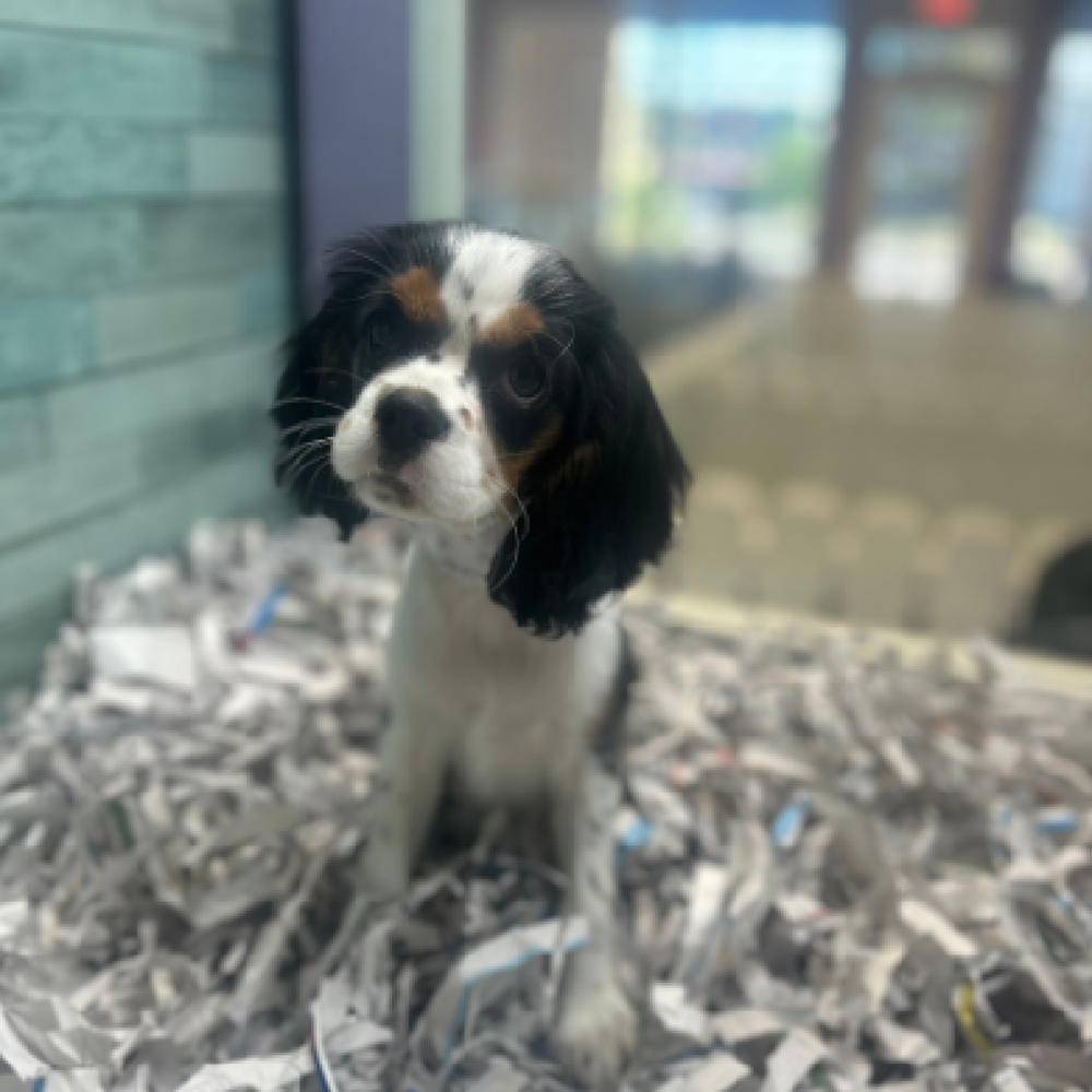 carousel pet images