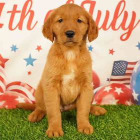 Golden Retriever