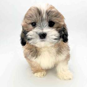 Lhasa Apso