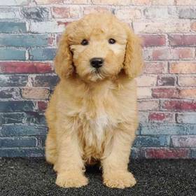 2nd Gen Mini Goldendoodle