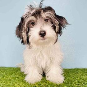 Havanese