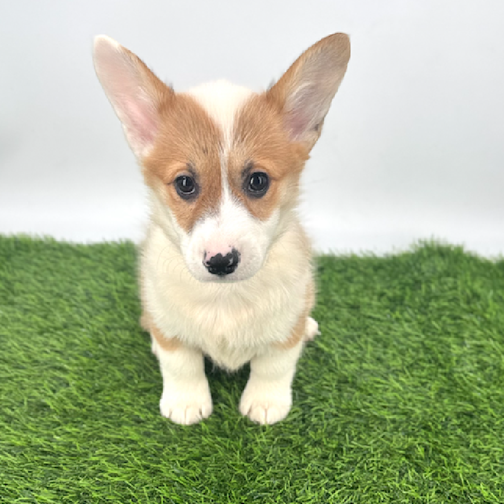 carousel pet images