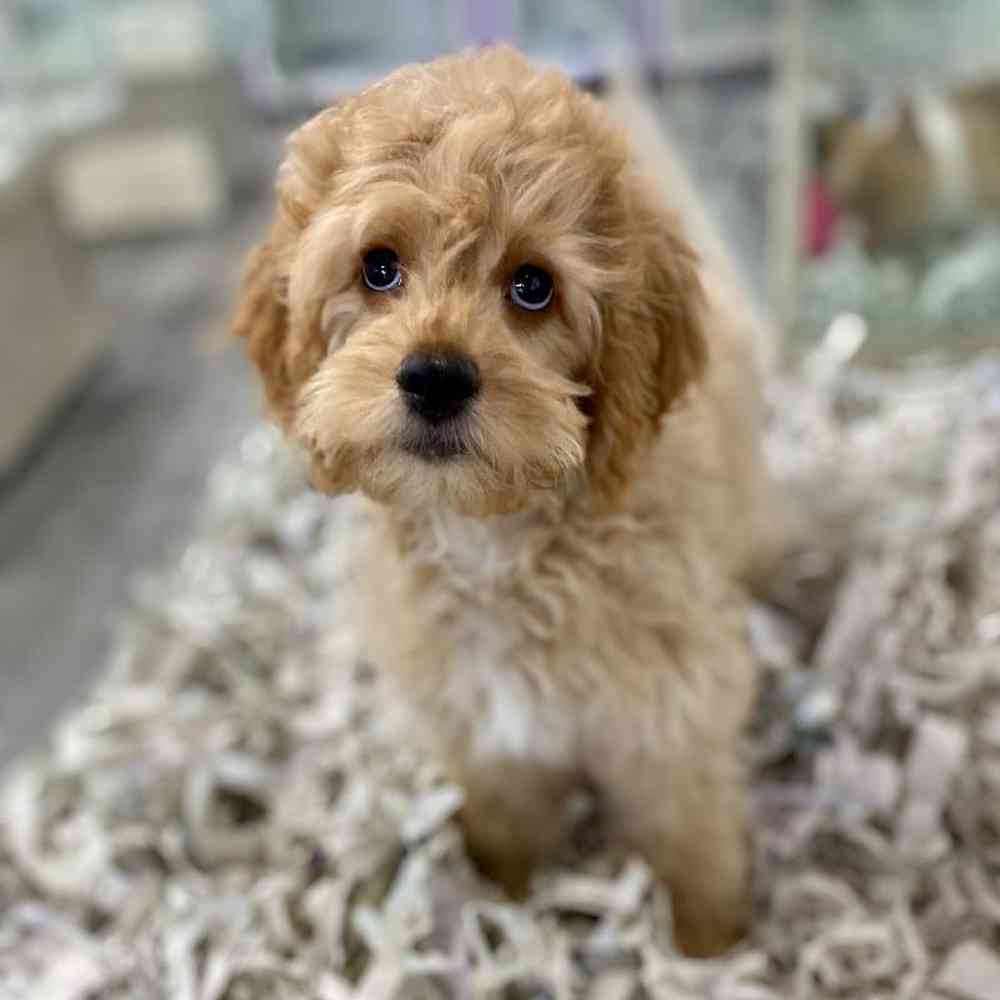 Female Cockapoo Puppy for Sale in Meridian, ID