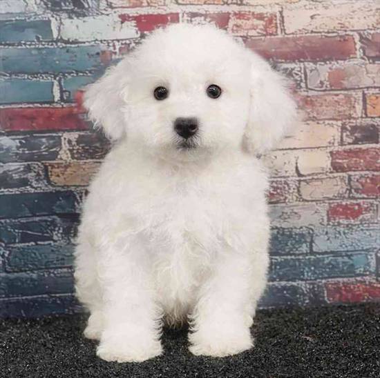 Bichon