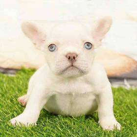 French Bulldog