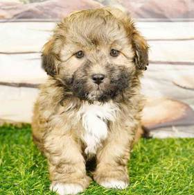 Teddy Bear