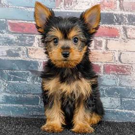 Yorkie