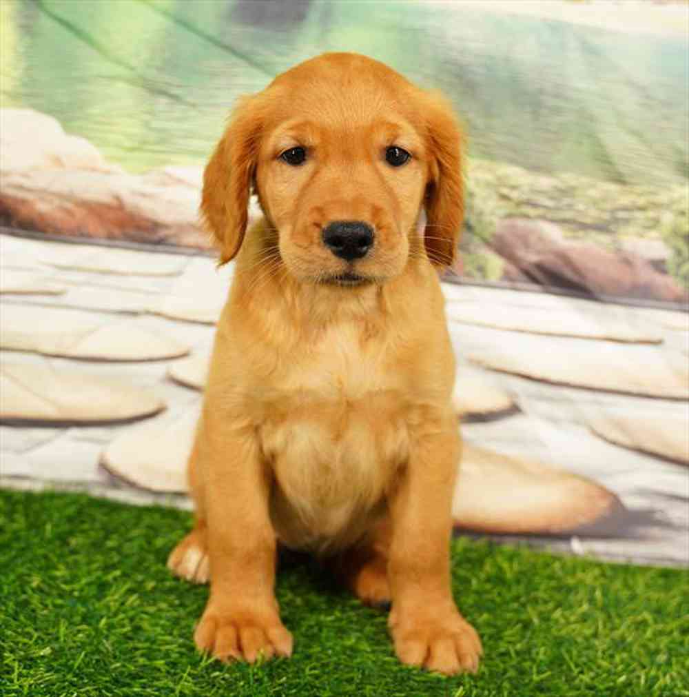Image of a pet breed in the gallery