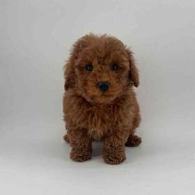 Maltipoo