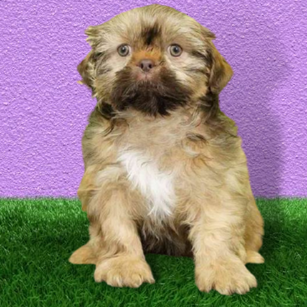 carousel pet images