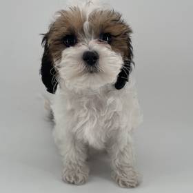 Shizapoo