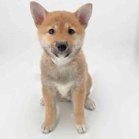 Shiba Inu