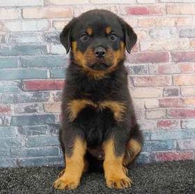 Rottweiler