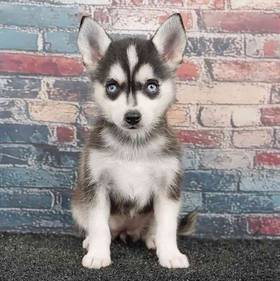 Alaskan Klee Kai