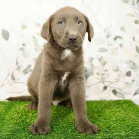Labrador Retriever