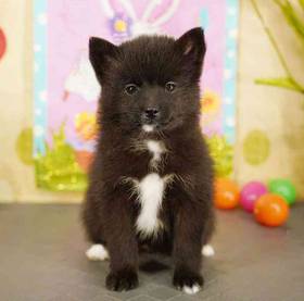 2nd Gen Pomsky