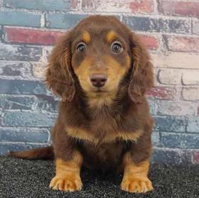Dachshund