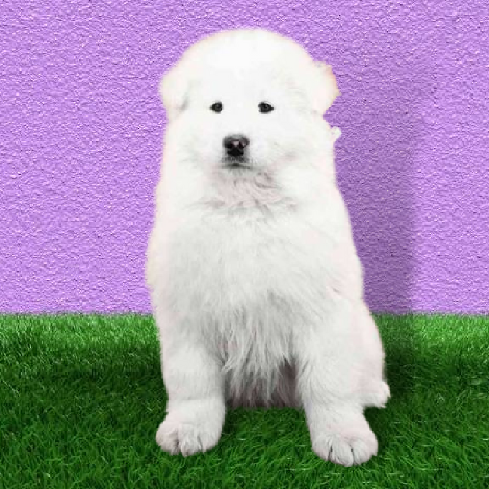 carousel pet images