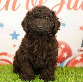 Poodle