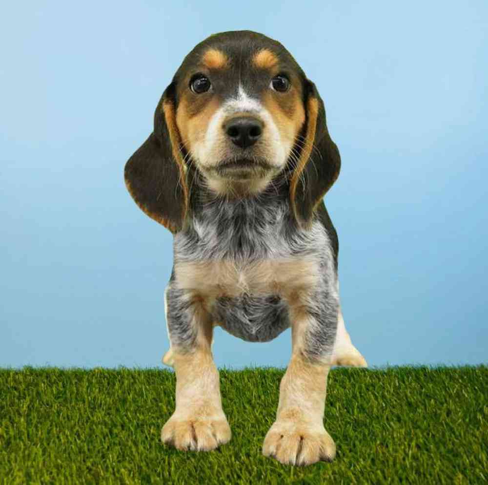 carousel pet images
