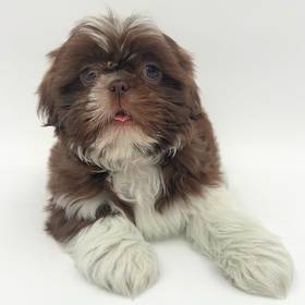 Shih Tzu