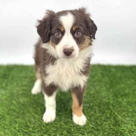 Mini Australian Shepherd