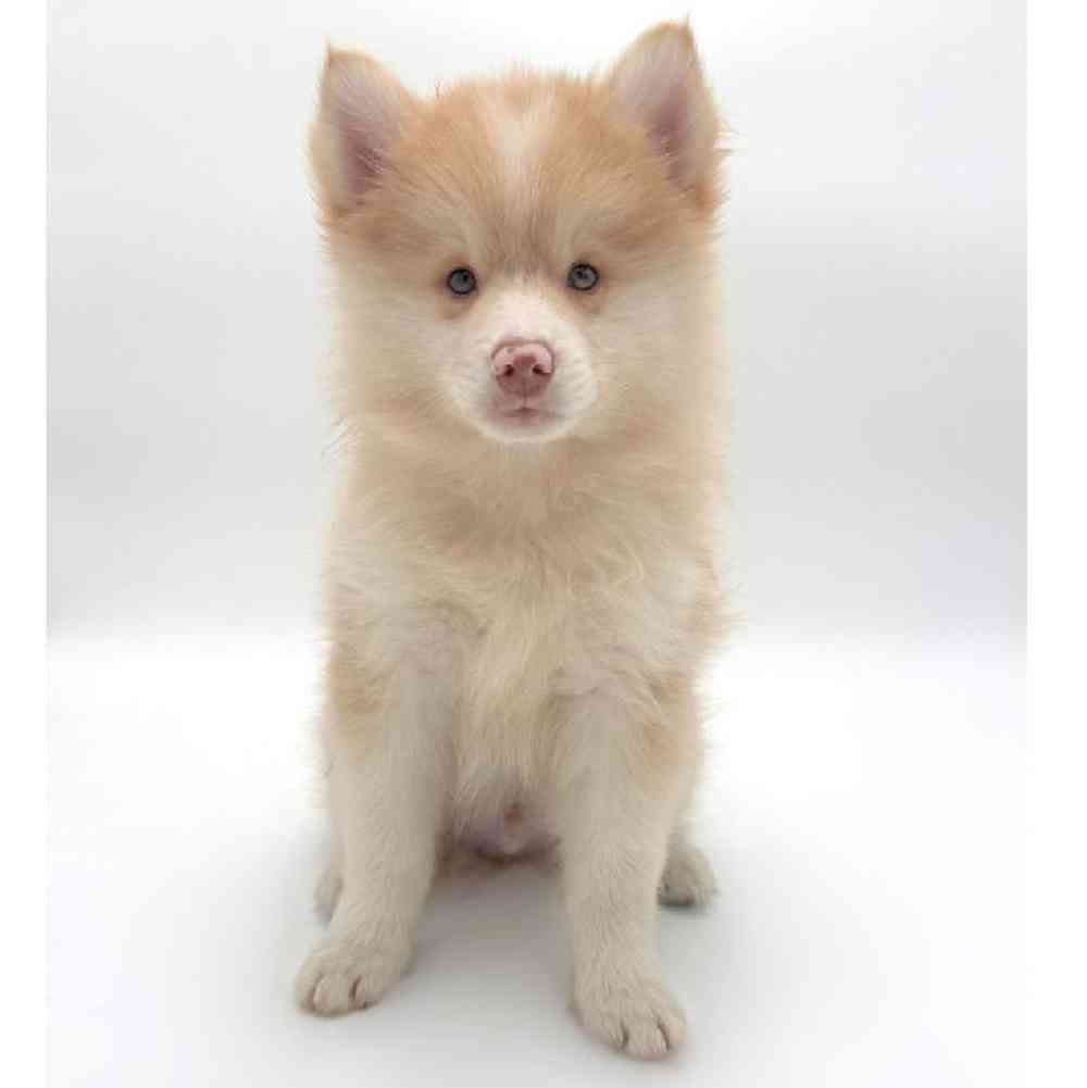 carousel pet images
