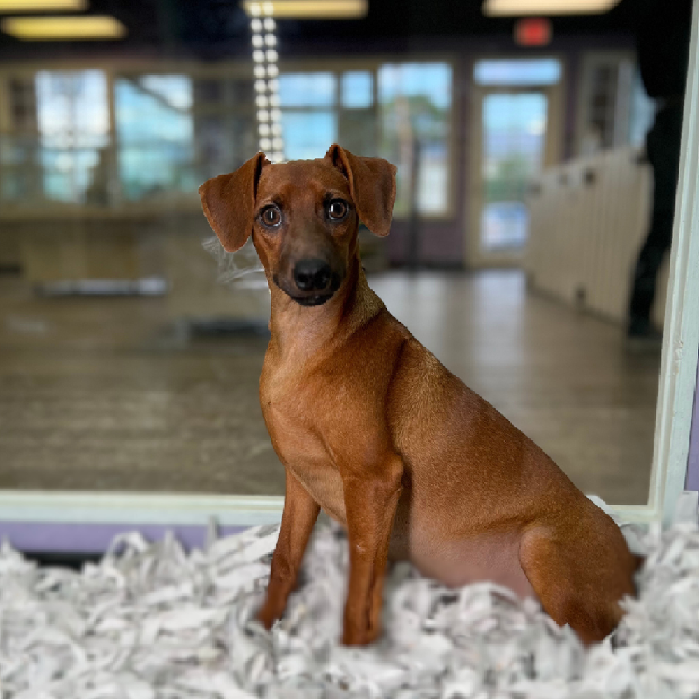 carousel pet images