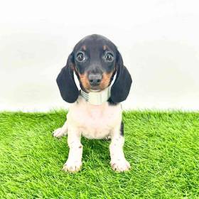 Dachshund