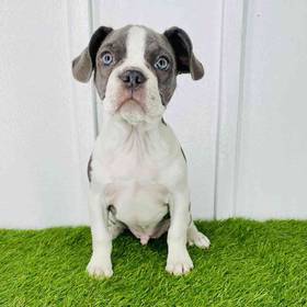 Frenchton