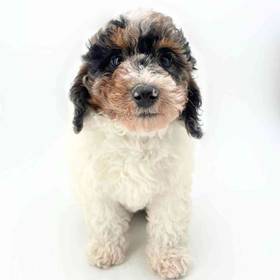 Poodle