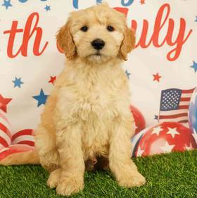 Goldendoodle