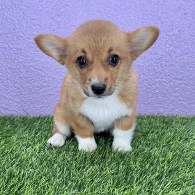 Pembroke Welsh Corgi