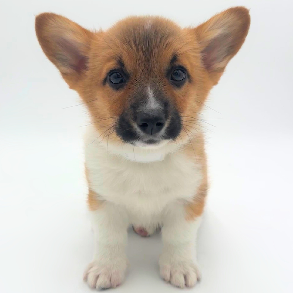 carousel pet images