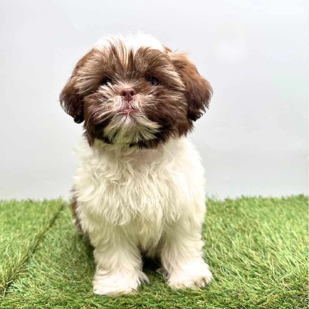 carousel pet images