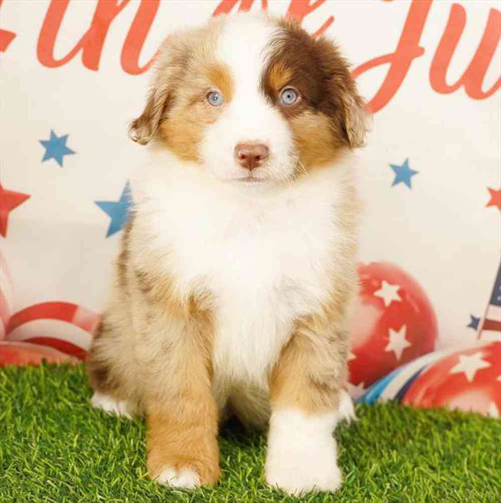 carousel pet images