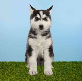 Siberian Husky