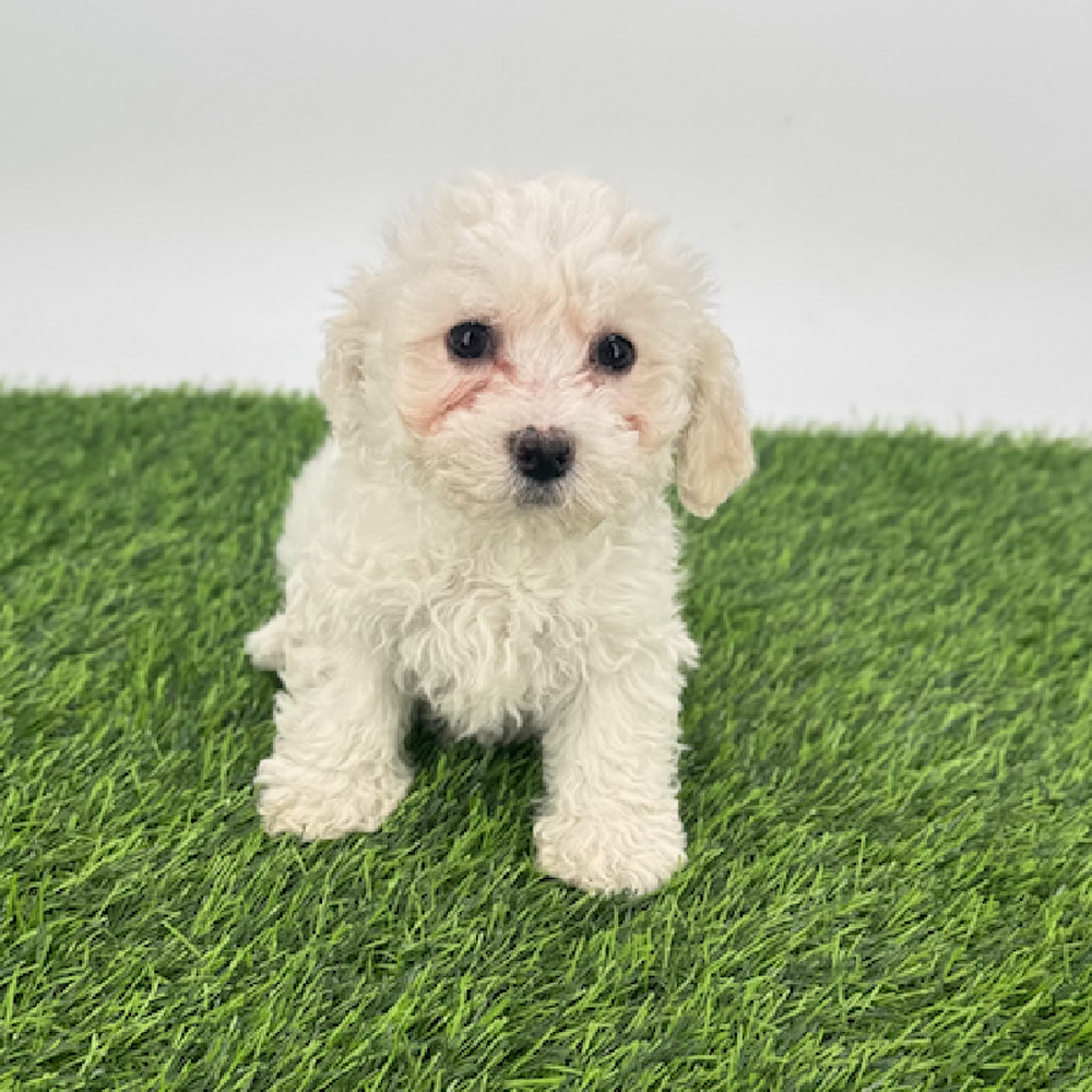 carousel pet images