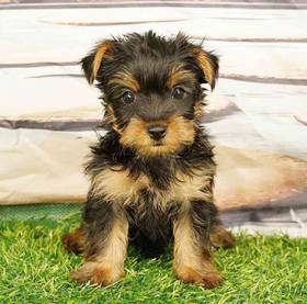 Yorkie