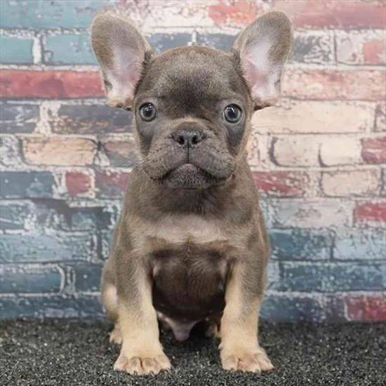 French Bulldog