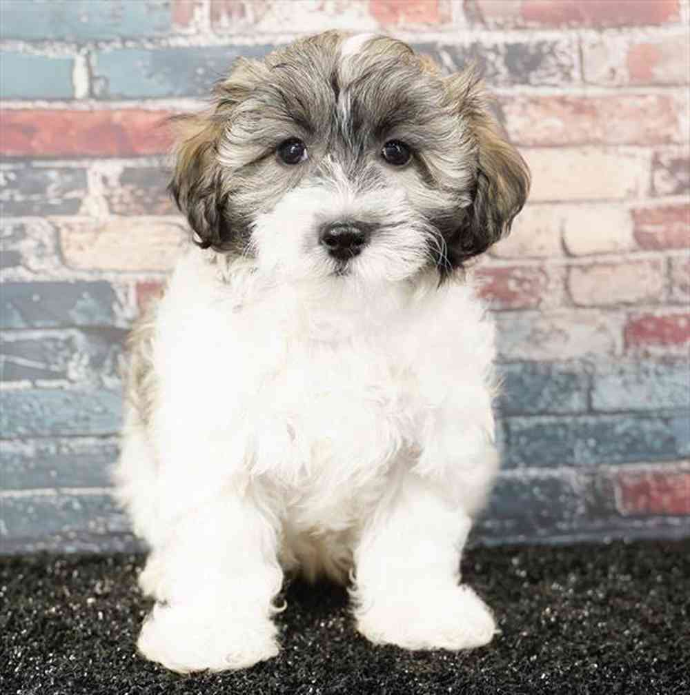Image of a pet breed in the gallery