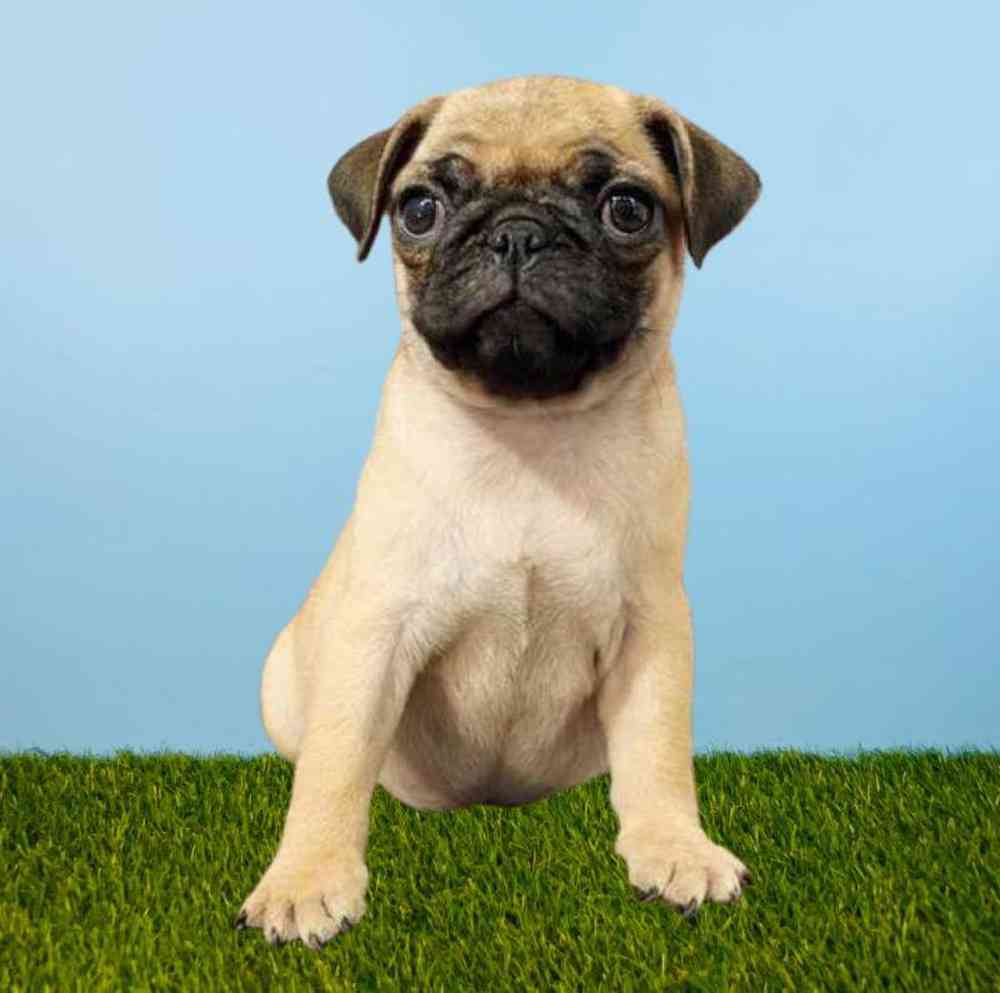 carousel pet images